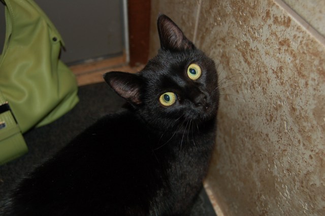 Kitty... with matching handbag.