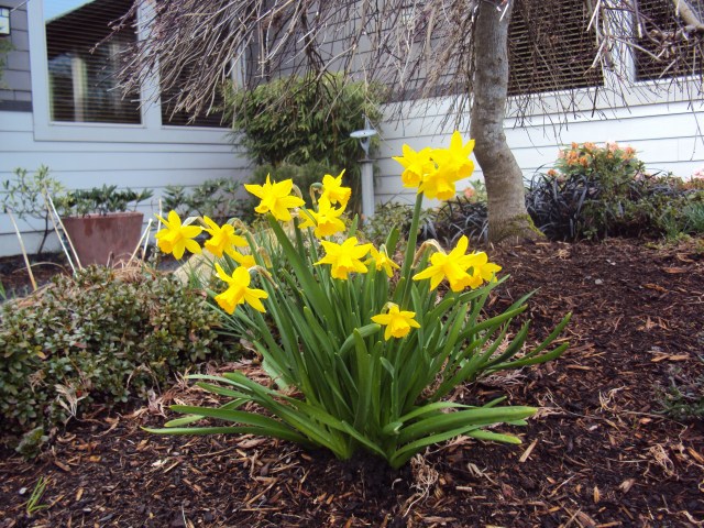 Daffodils today finally