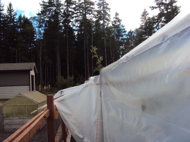 Big H visit and veggies 015