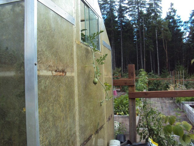 Rapunzel the watermelon