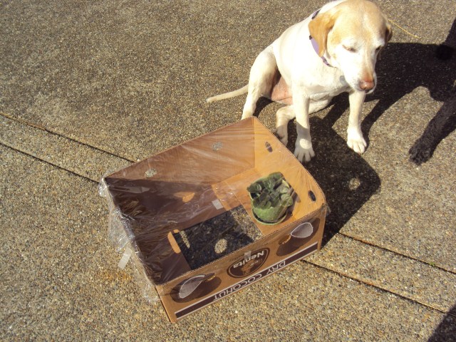 New (solar-heated) DIY VA-approved greenhouse.(note: for vocational use only) 
