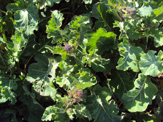 purple broccoli from last fall that never developed.
