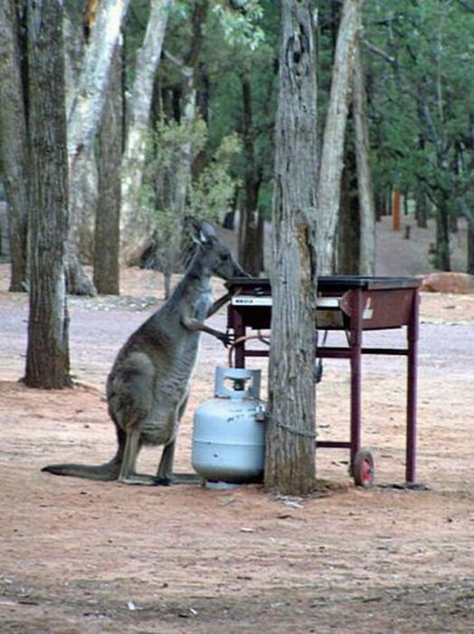  Kangaroo trained to do shrimp on the Barby In Canberra. Australia