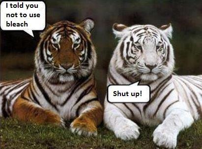 308565_484429211629942_1345466205_n