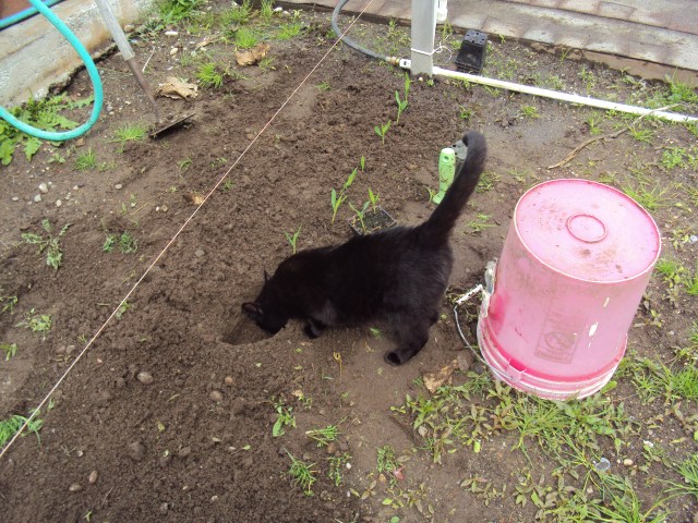 Call or text in the next 15 minutes and you also get this virtual gardener's assistant absolutely FREE.