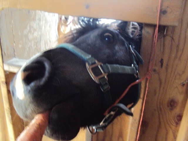 Feed bill won't put a hole in your wallet with these guys