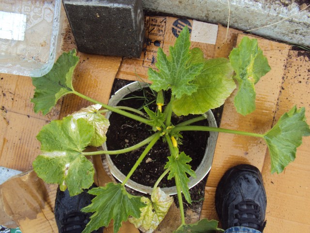 silverqueen starts 003