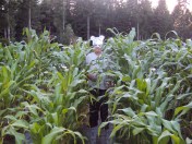 Fukushima Corn 003