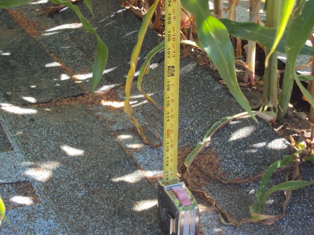 9 foot August Corn 004