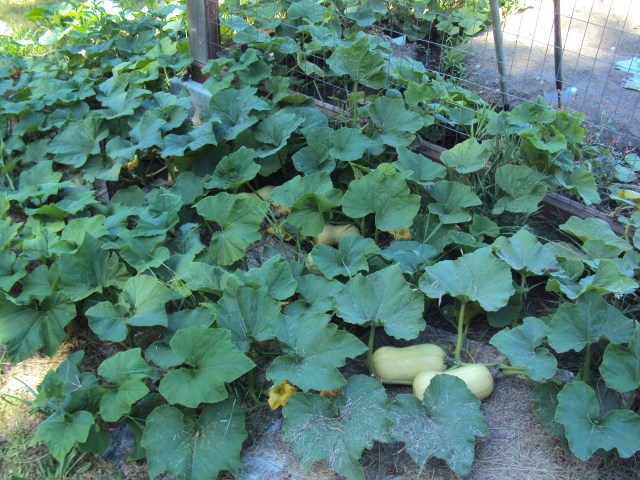 Magic seed from Northern Japan