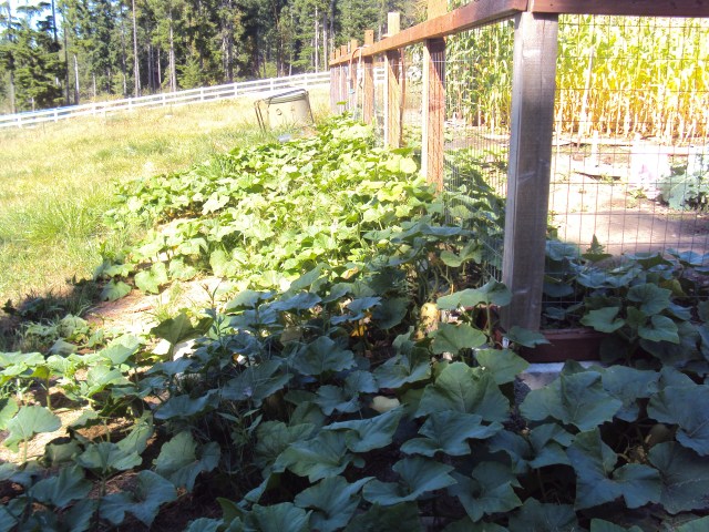 9 foot August Corn 007