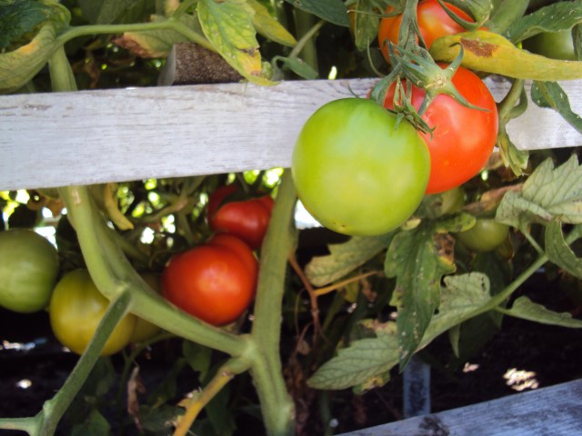 9 foot August Corn 008