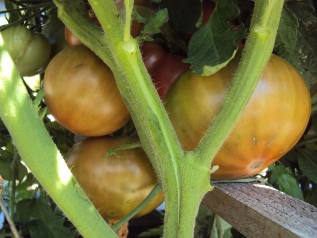 9 foot August Corn 009