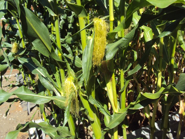 White "cracker" corn