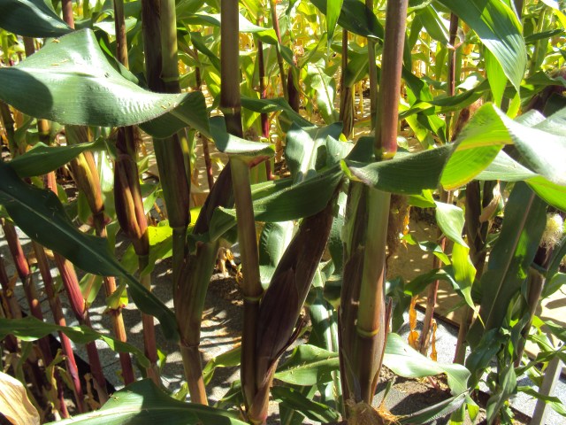 Bi-corn with Transgendered corn in background
