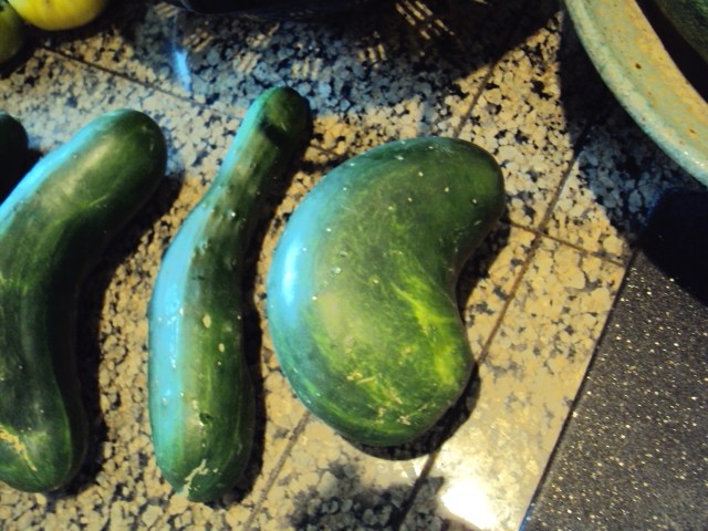 cukes 002