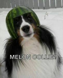 My melon-collie baby