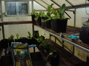 2014 lettuce after freeze