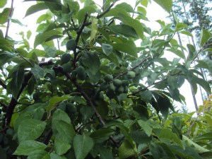 2014-06-29 13.54.50 plums