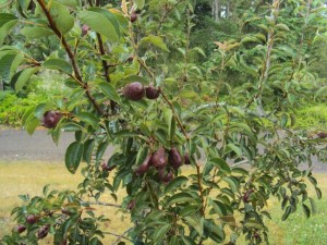 2014-06-29 13.55.34 red pears