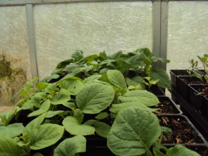 2014-06-29 14.02.15 Stardust Radio ornamental eggplant