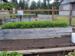 2014-06-29 14.03.58 carrots