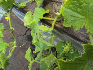 2014-06-29 14.05.39cukes