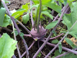 2014-06-29 14.12.53kohlrabi