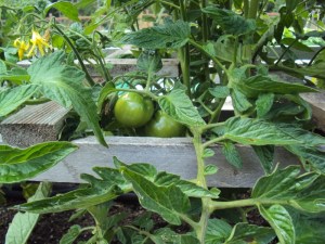 2014-06-29 14.14.34Alaska Fancy