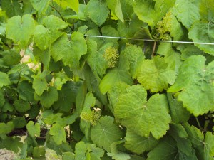 2014-06-29 14.22.17grapes