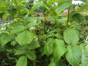 2014-06-29 14.36.01Raspberry 1