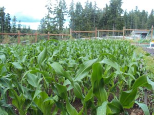Amber waves of grain