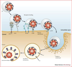 hcv entry nature