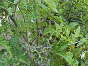 Crazy blueberry cherry tomatoes