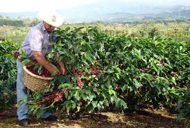 coffee picking
