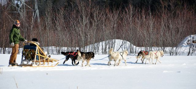 Dog_sled_quebec_2010