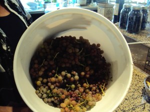 Gewurztraminer grapes this fall.