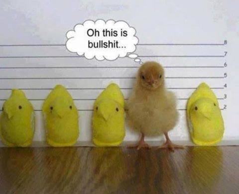 1482822_10205225848622869_3125521705355118044_n