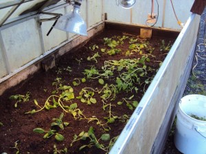 No heat in cold frame (greenhouse #2) Spinach dying. Where's Super Dave when we need him?