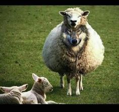 af351a33350d728bc21a2c6c6546f8b6