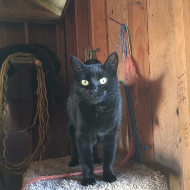 Ambush' natural Halloween attire